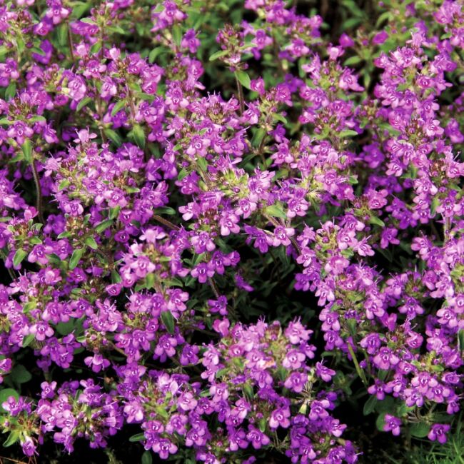 Thymus serpyllum 'Purple Beauty' / Mezei kakukkfű