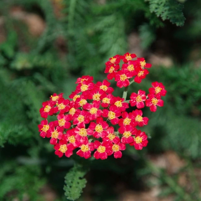 Achillea millefolium DESERT EVE 'Red' / Közönséges cickafark