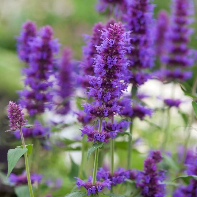 Agastache aurantiaca 'Blue Boa' / Izsópfű