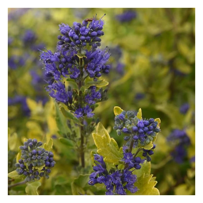 Caryopteris x cladolensis 'Gold Crest' / Kékszakáll