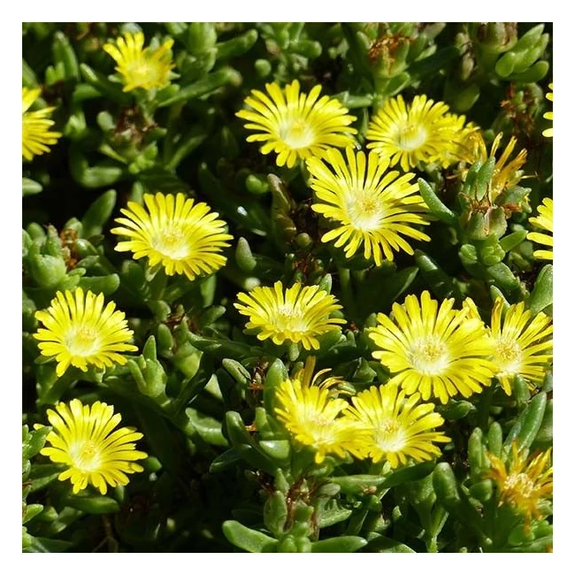 Delosperma 'Wheels of Wonder Golden Wonder' / Délvirág, kristályvirág
