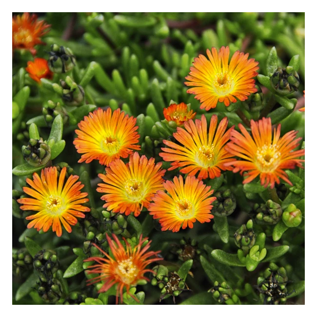Delosperma 'Wheels of Wonder Hot Orange' / Délvirág, kristályvirág