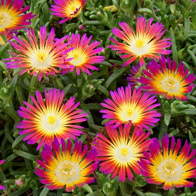 Delosperma 'Wheels of Wonder Hot Pink' / Délvirág, kristályvirág