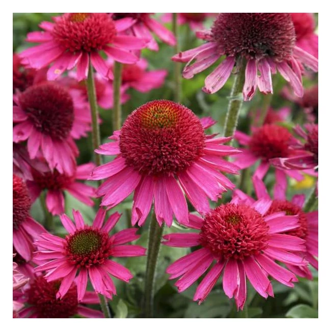 Echinacea purpurea 'Delicious Candy' / Kasvirág