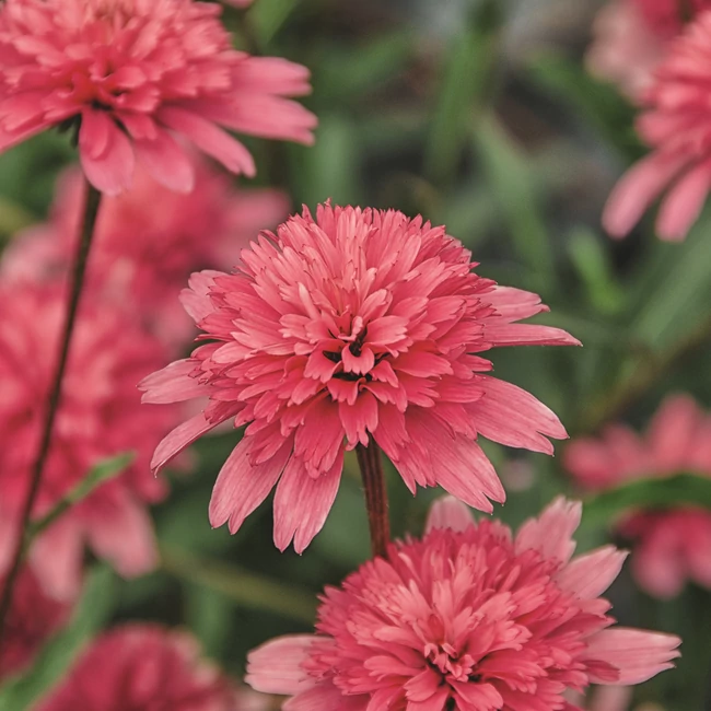 Echinacea purpurea 'Minibelle' / Kasvirág
