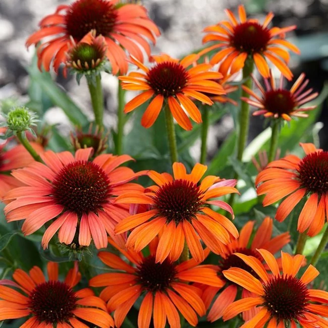 Echinacea purpurea 'Orange Skipper' / Kasvirág