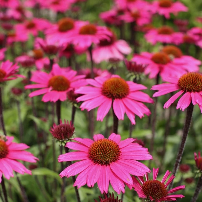 Echinacea purpurea 'Sensation Pink' / Kasvirág