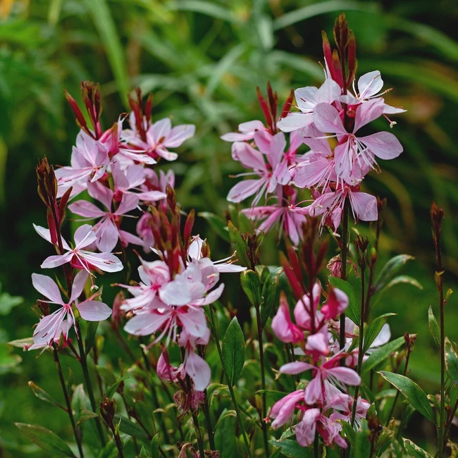 Gaura lindheimeri 'Steffi Blush Pink' / Évelő díszgyertya