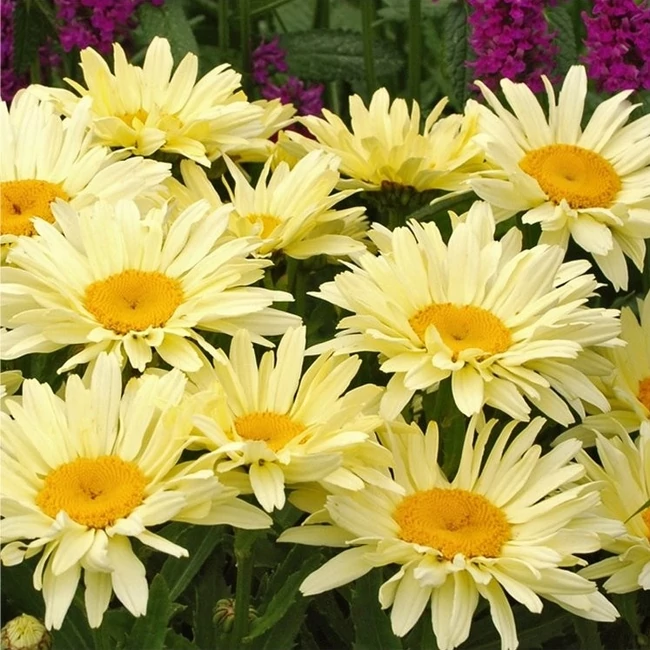 Leucanthemum x superbum 'Banana Cream' / Margaréta