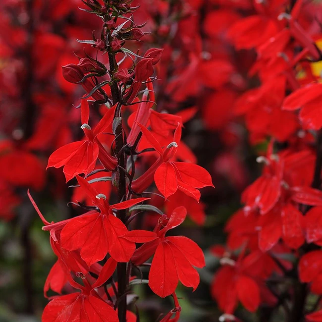 Lobelia speciosa STARSHIP 'Scarlet Bronze Leaf' / Pompás lobélia