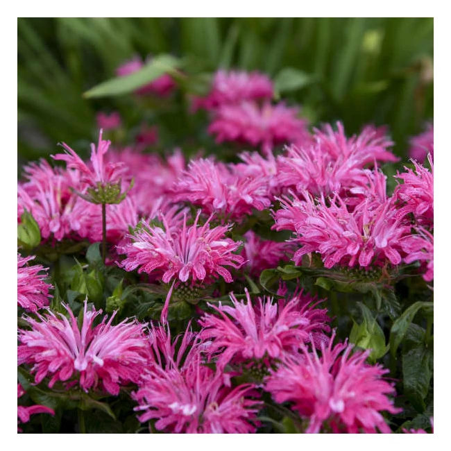 Monarda didymia 'Electric Neon Pink' / Méhbalzsam, indiáncsalán