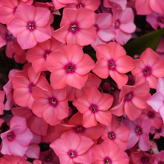 Phlox paniculata 'Ka-Pow Pink' / Bugás lángvirág