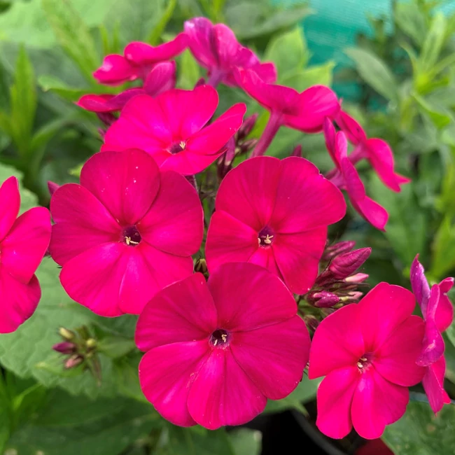 Phlox paniculata 'Famous Magenta' / Bugás lángvirág