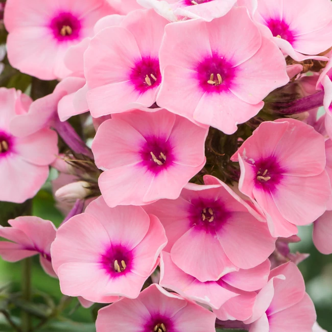 Phlox paniculata 'Famous Pink Eye Impr.' / Bugás lángvirág