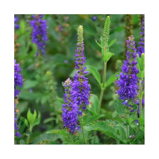 Veronica longifolia 'Ronica Blue' / Hosszúlevelű veronika