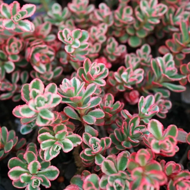Sedum spurium 'Tricolor' / Kaukázusi varjúháj