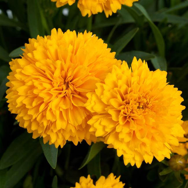 Coreopsis hybrida 'Solanna Golden Sphere' / Menyecskeszem