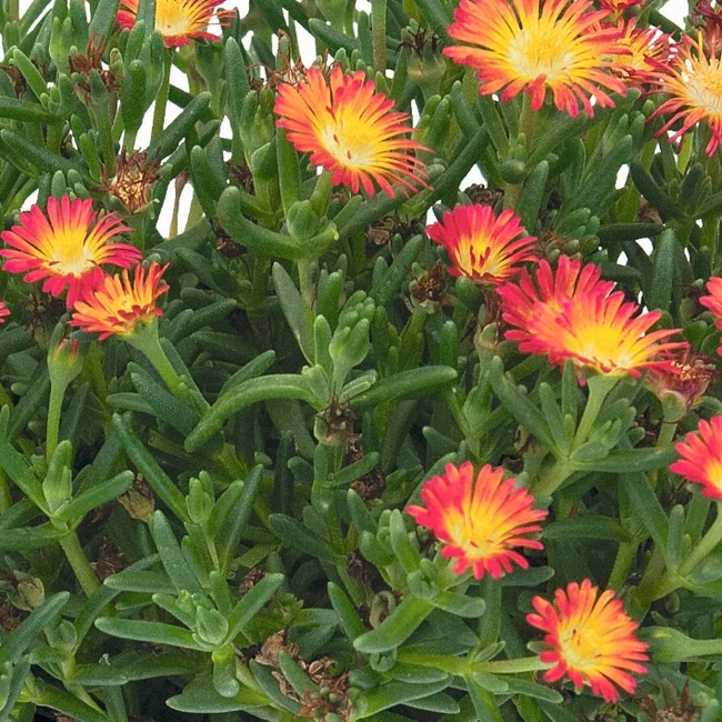 Delosperma 'SunDiamonds Orange' / Délvirág, kristályvirág
