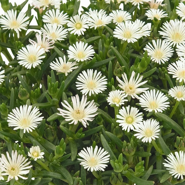 Delosperma 'SunDiamonds White' / Délvirág, kristályvirág