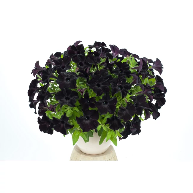 Petunia Black Ray