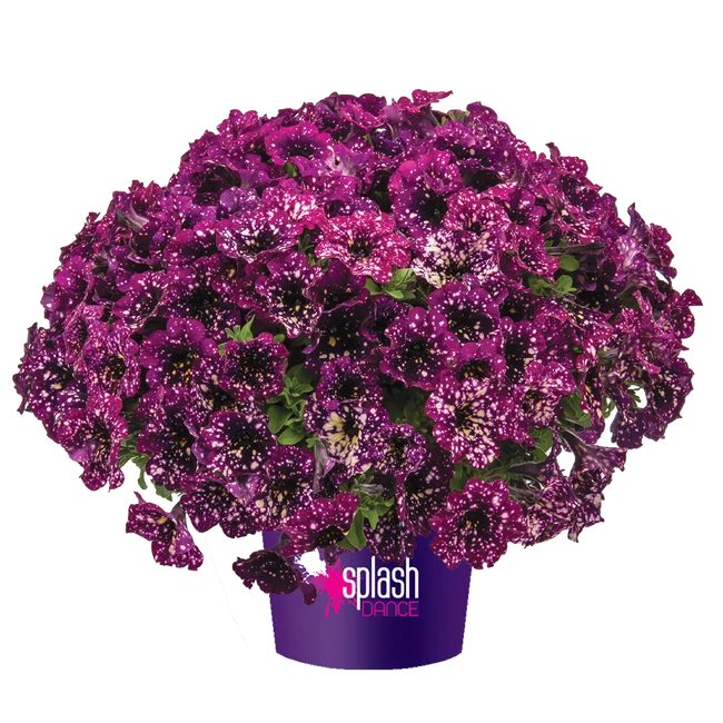 Petunia Splash Dance Magenta Mambo