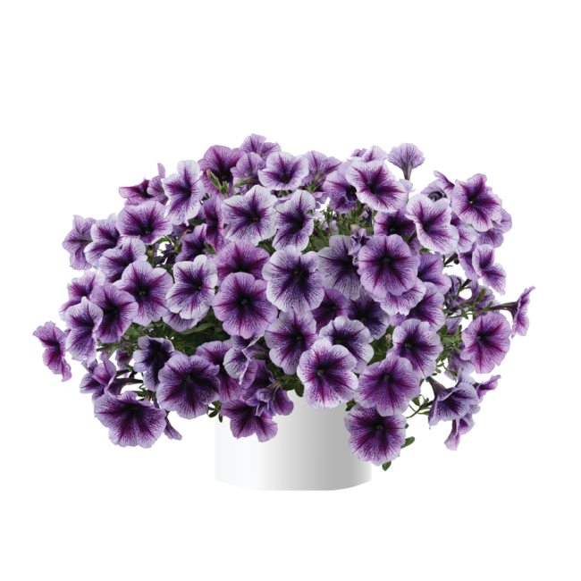 Petunia Purple Vein Ray