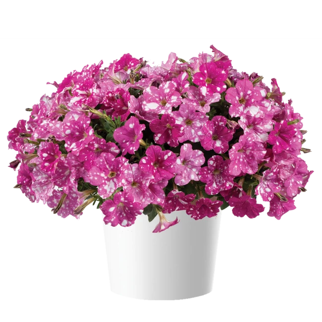 Petunia Splash Dance Fuchsia Flamenco