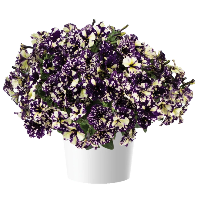 Petunia Splash Dance Violet Vogue