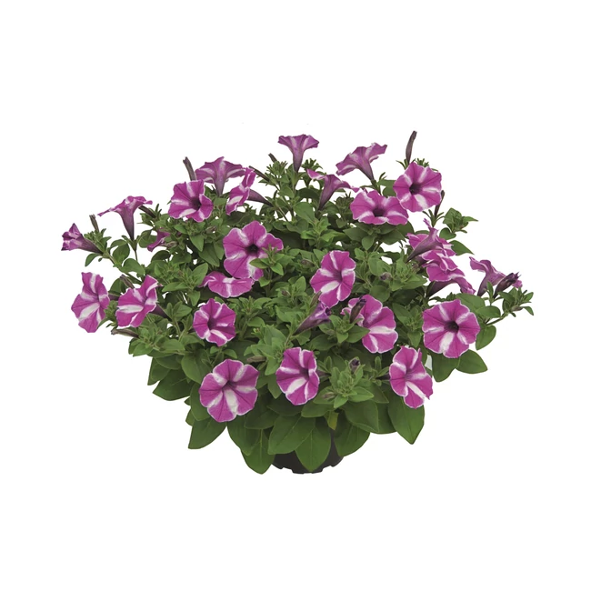 Petunia Vista Raspberry Star