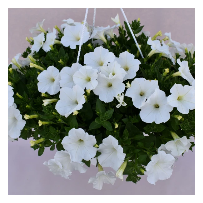 Petunia KUYAMBA 'White'