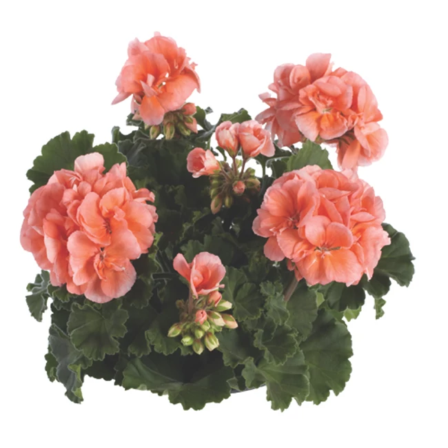 Dolce Vita Emma Salmon