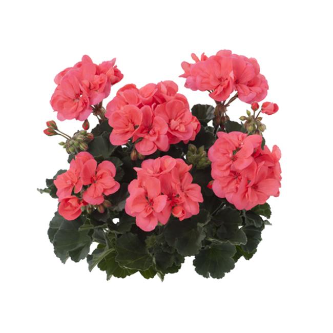 Dolce Vita Lisa Hot Coral