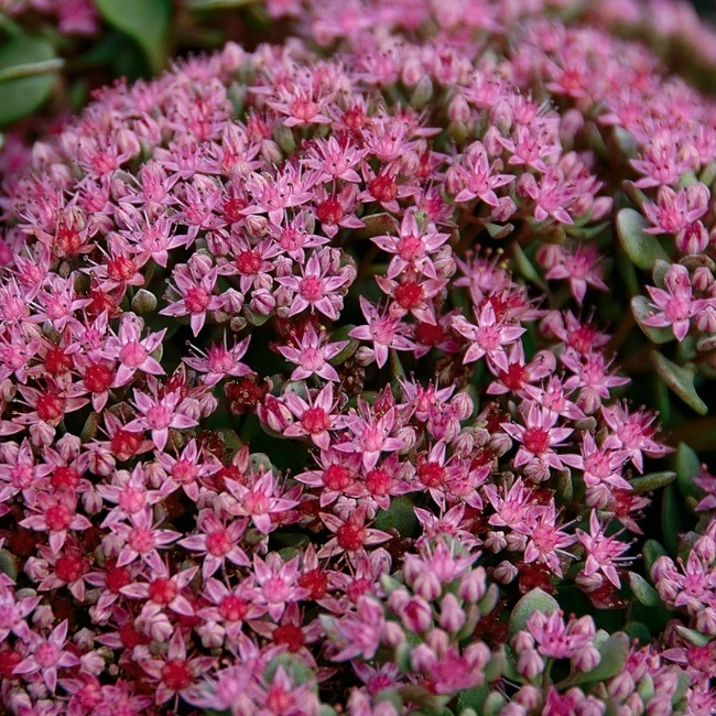 Sedum cauticolum / Japán varjúháj