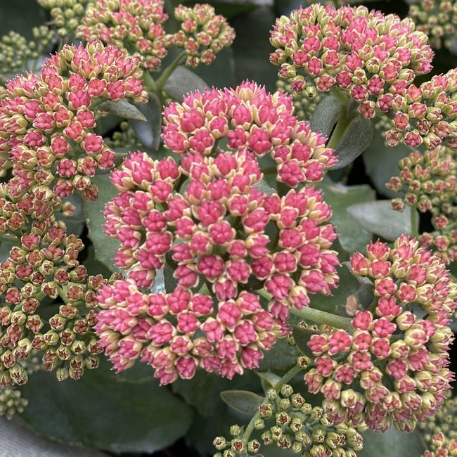 Sedum telephium 'Rock 'N Grow Coral Jade' / Kárpáti varjúháj