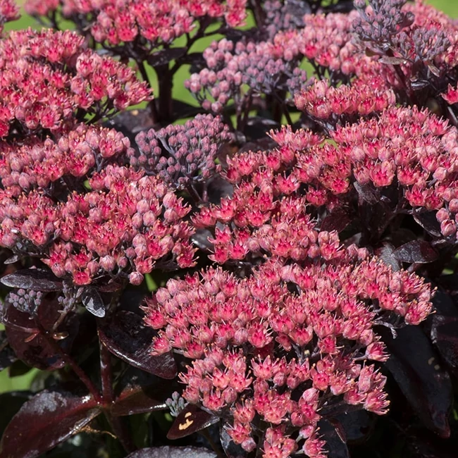 Sedum telephium 'Dark Magic' / Kárpáti varjúháj
