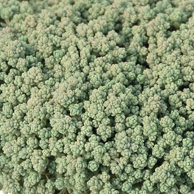 Sedum dasyphyllum / Mirigyes vagy göndör varjúháj