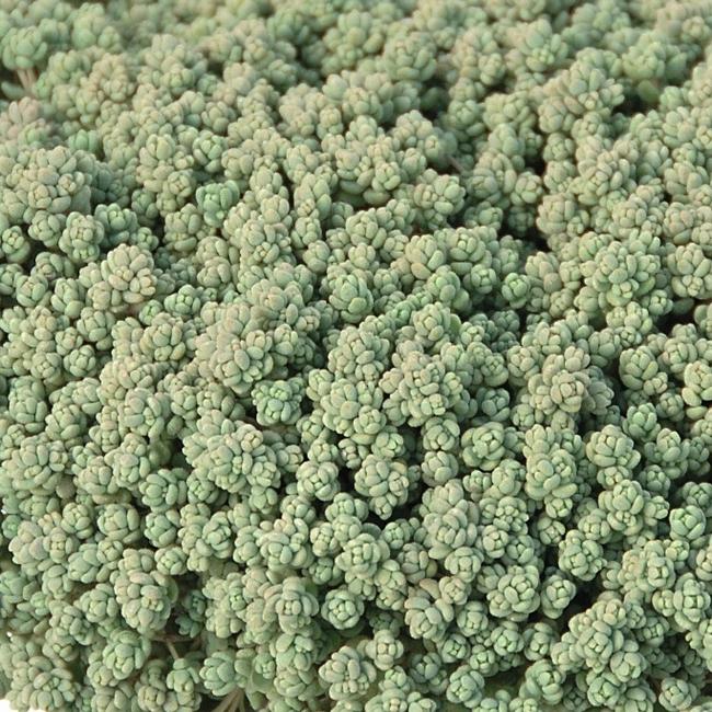 Sedum dasyphyllum / Mirigyes vagy göndör varjúháj