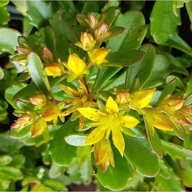 Sedum Floriferum / Dúsvirágú varjúháj