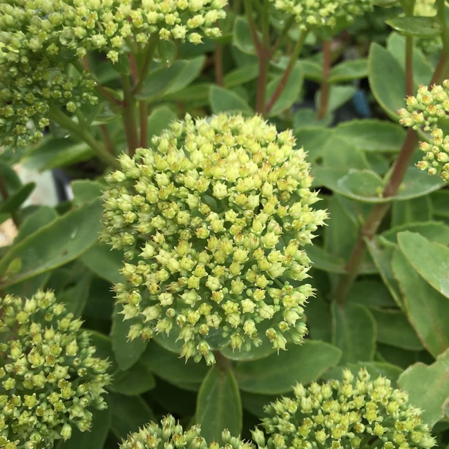 Sedum telephium 'Rock 'N Grow Lemon Jade' / Kárpáti varjúháj