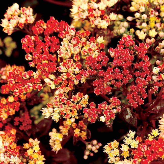 Sedum telephium 'Peach Pearls' / Kárpáti varjúháj