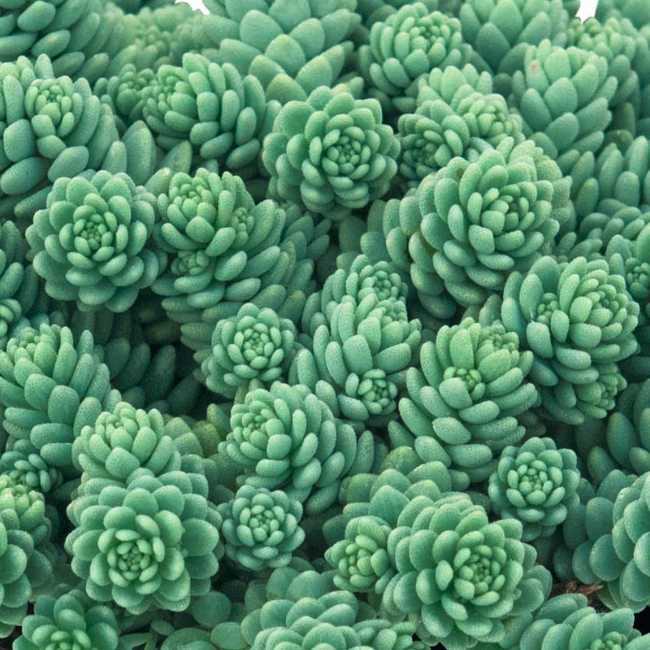 Sedum dasyphyllum 'Silver Roses' / Mirigyes vagy göndör varjúháj