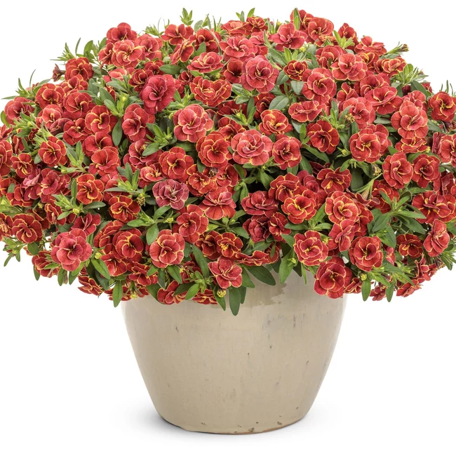 Calibrachoa Superbells Double Redstone