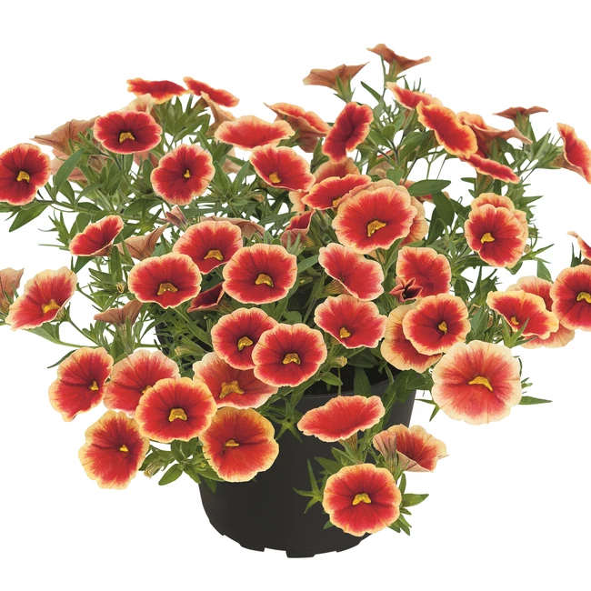 Calibrachoa Unique Sangria Picotee