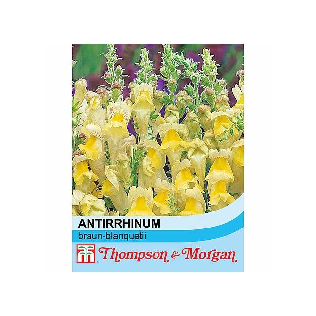 Antirrhinum Braun-Blanquetii / Oroszlánszáj