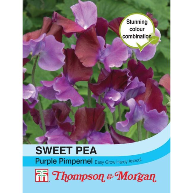 Sweet Pea Purple Pimpernel / Szagosbükköny