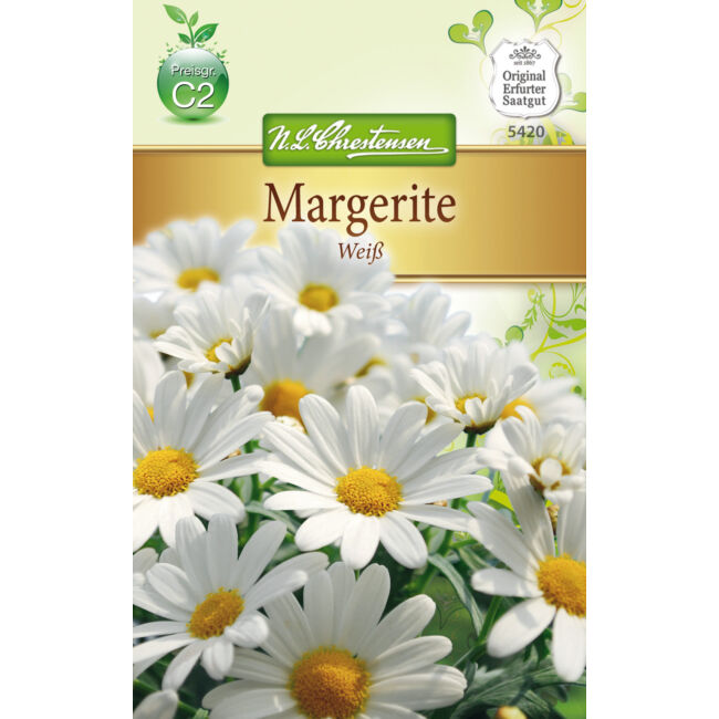 Margaréta 'Fehér' / Chrysanthemum maximum