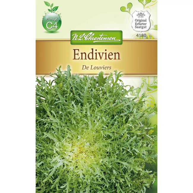 Cikóriasaláta 'De Louviers' / Cichorium endivia